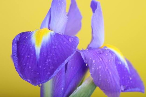 GIA ELOPENLY SICRET BLOG