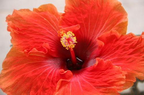 IMG_4502 IBISKOS   LOYLOYDI  ELLADA