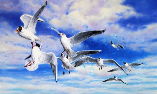 black_headed_gulls_squabbling