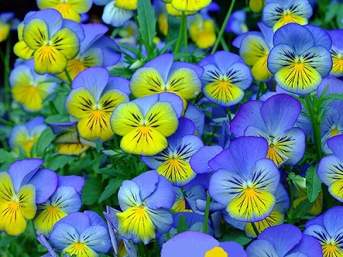 Viola_Tricolor_787